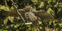 Image of Great Horned Owl