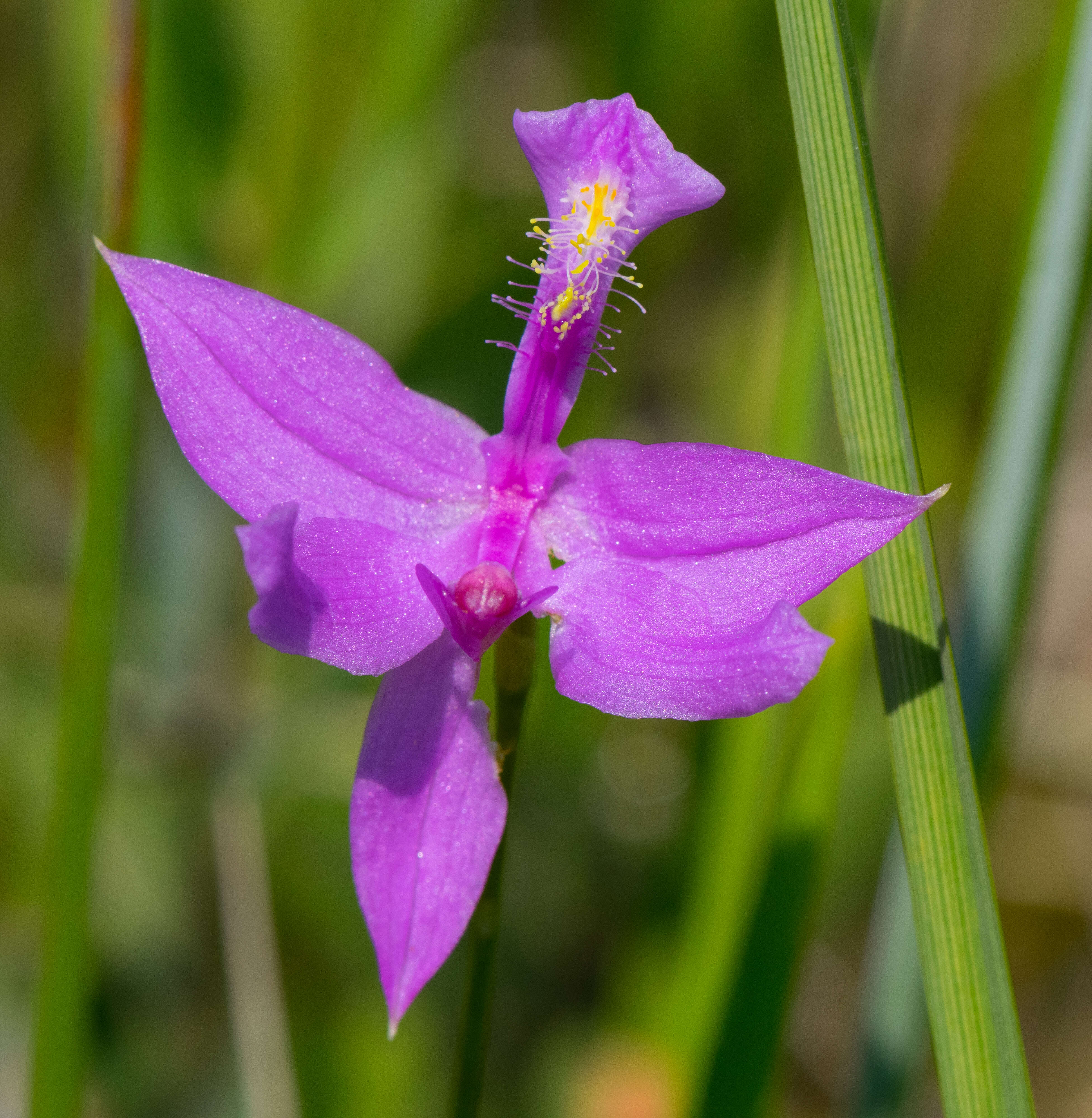 Image of tuberous grasspink