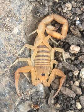 Image of Arizona Bark Scorpion