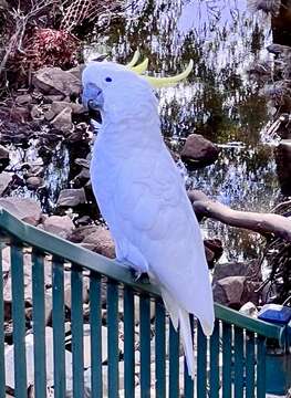 Image of Sulphur-crested Cockatoo