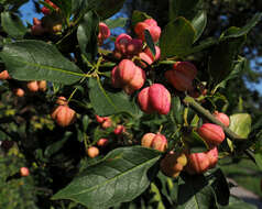 Image of Common spindle tree