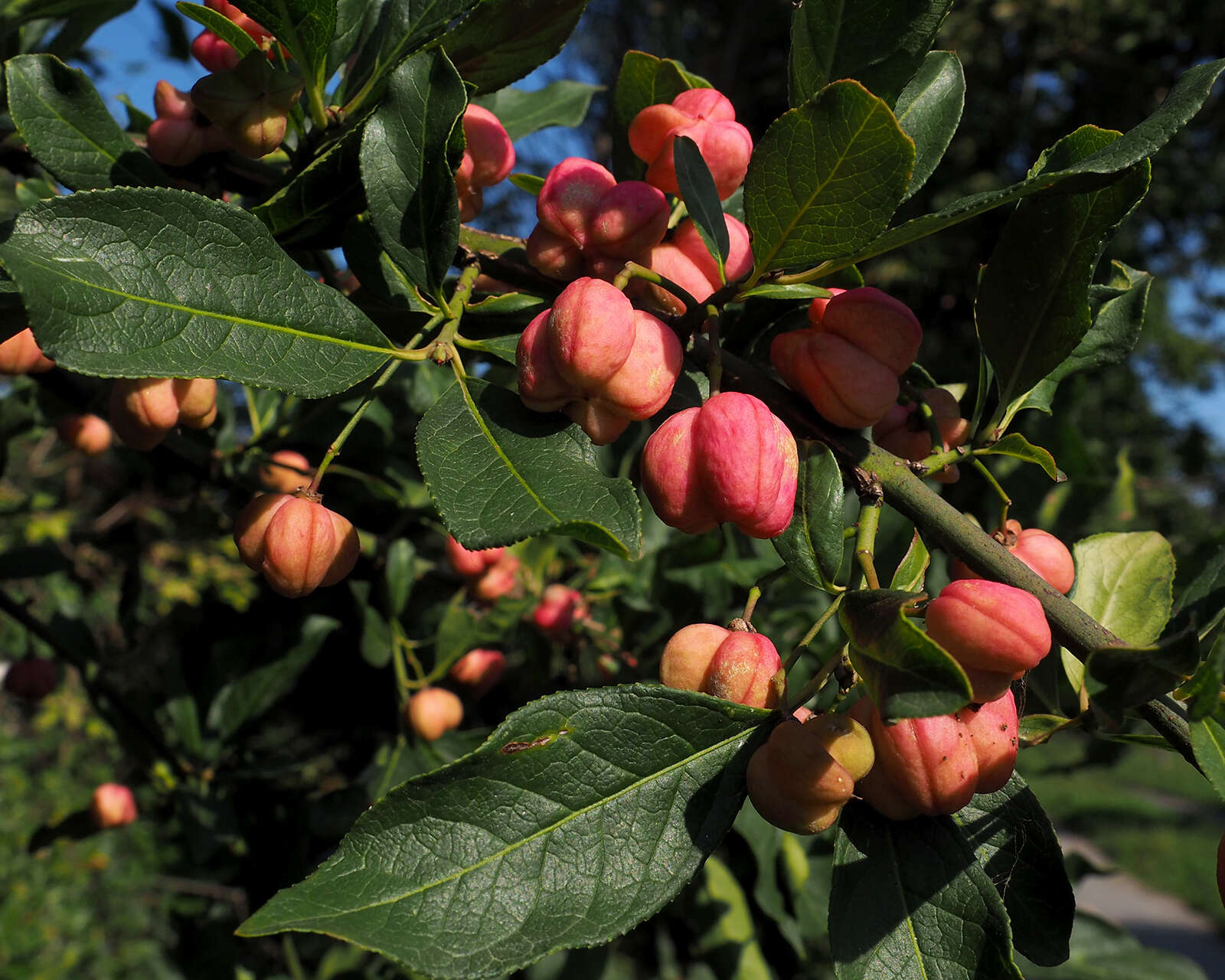 Image of Common spindle tree