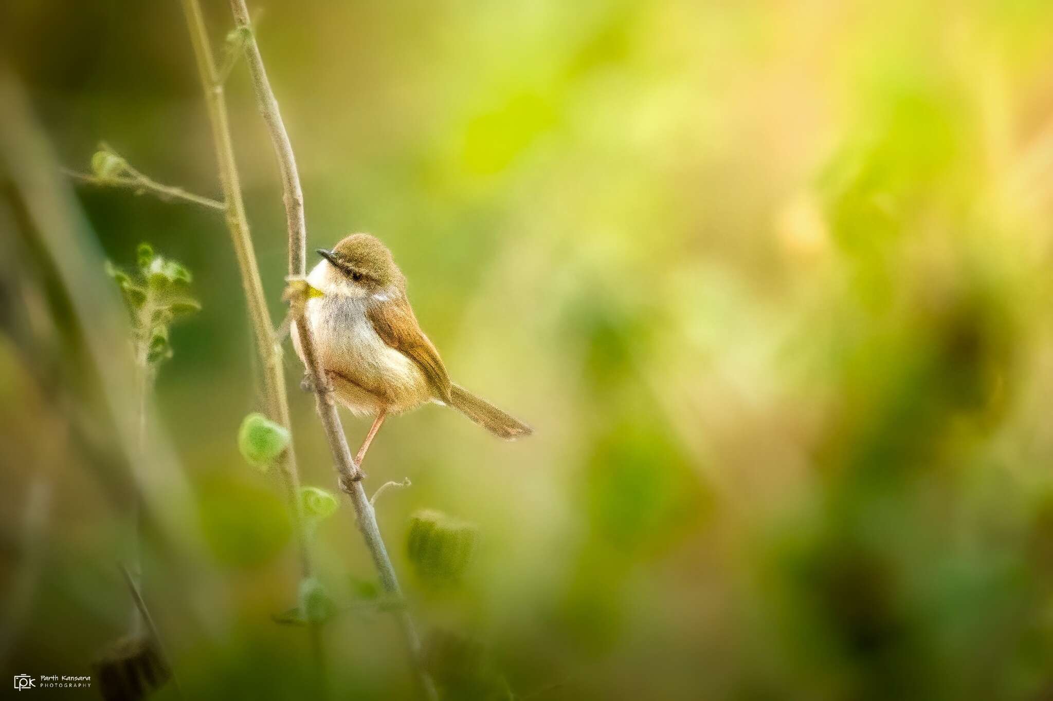 Image of Grey-breasted Prinia