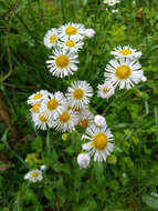 Image of eastern daisy fleabane