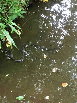 Image of black rat snake