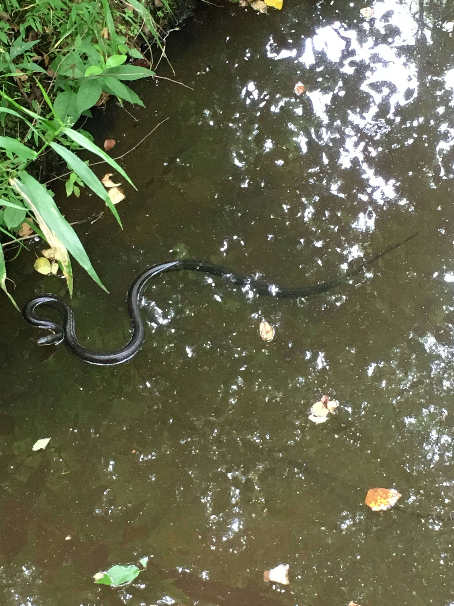 Image of black rat snake