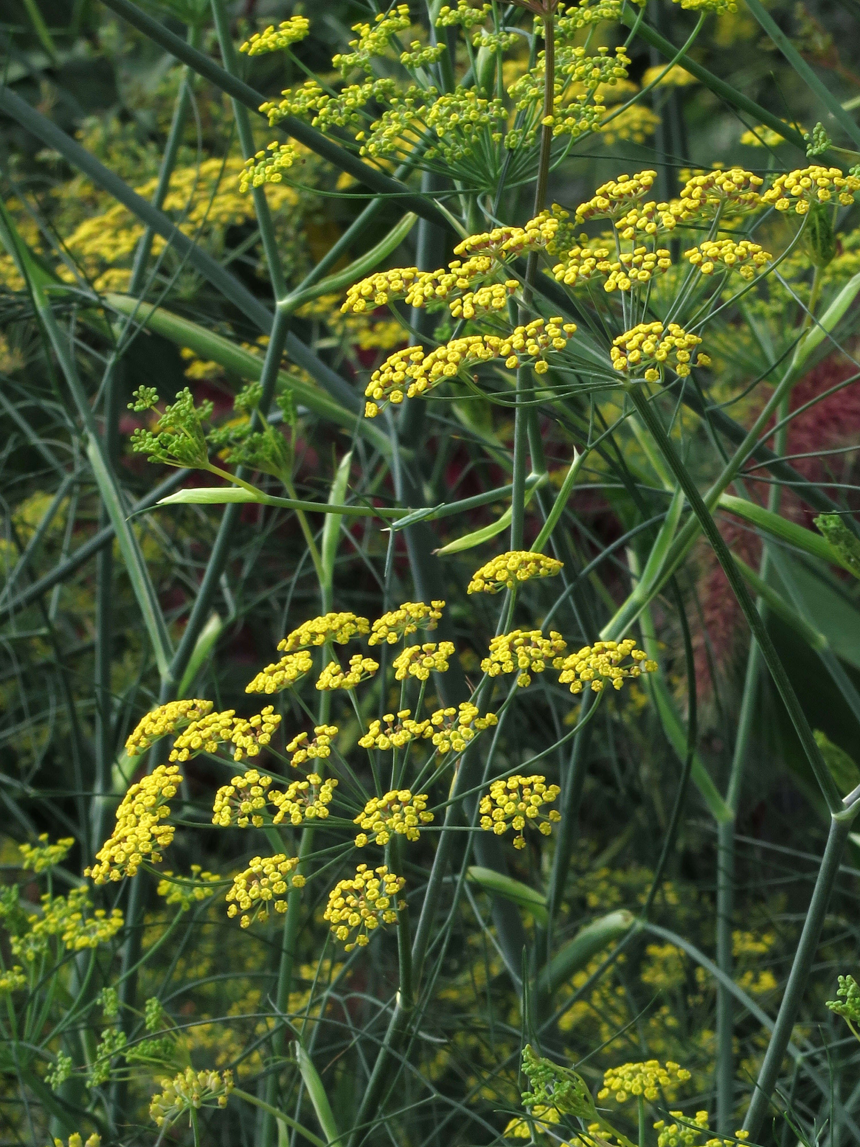 Image of dill