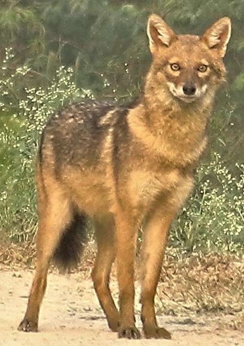 Слика од Canis aureus indicus Hodgson 1833