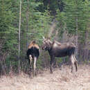 Слика од Alces alces andersoni