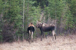 Image of Alces alces andersoni