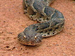 Image of puff adder