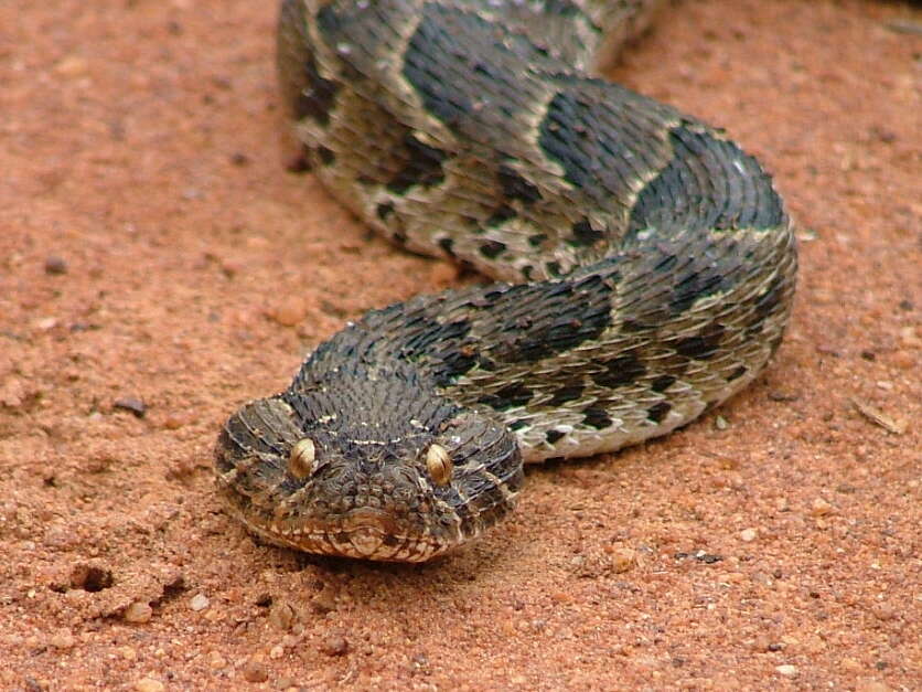 Image of puff adder