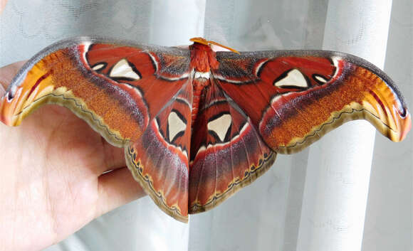 Image of atlas moth