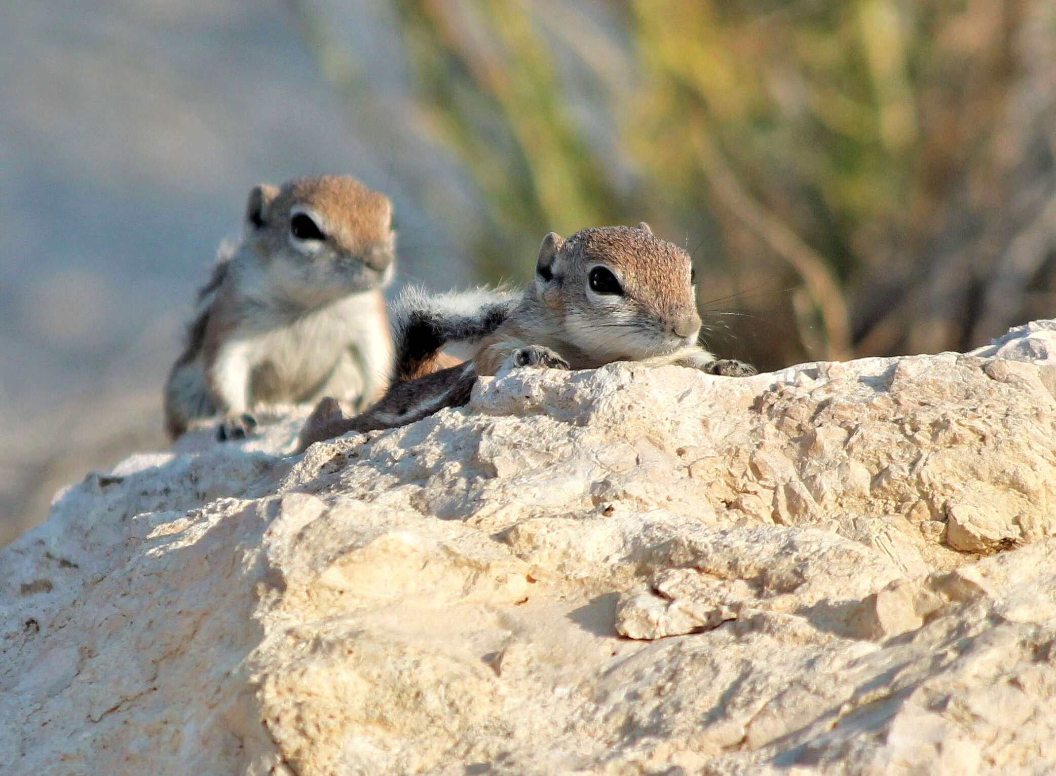 Image of white-tailed antelope squirrel