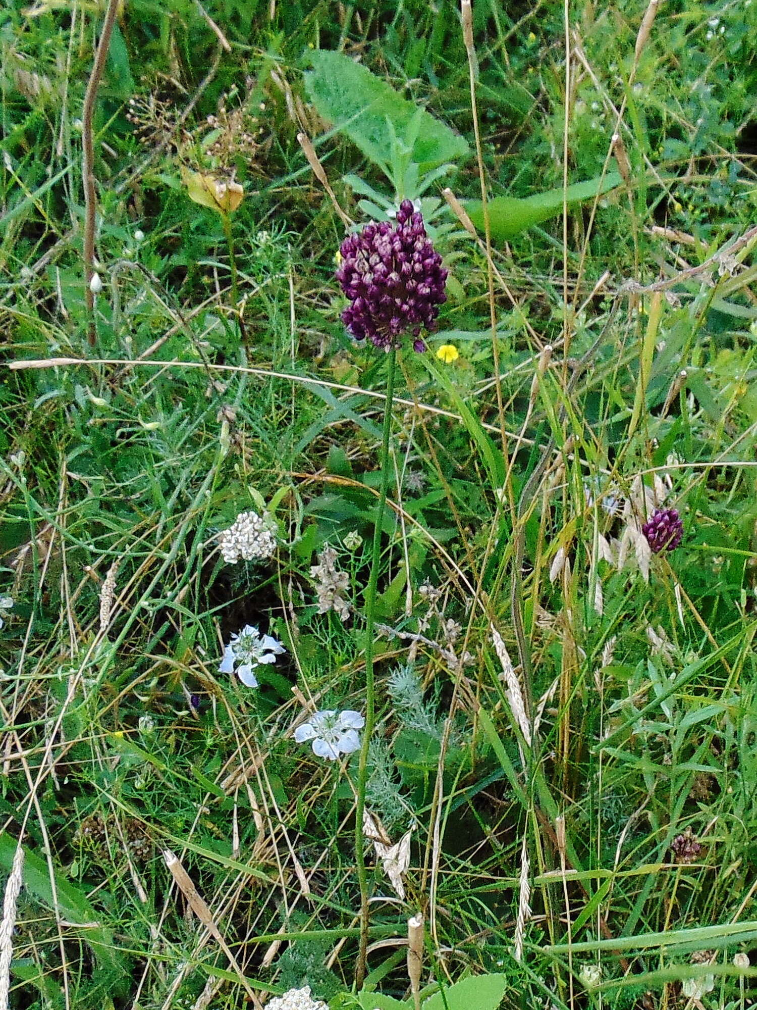 Image of sand leek