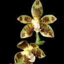 Image of Phalaenopsis viridis J. J. Sm.