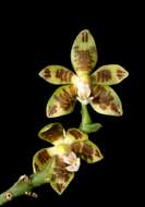 Image of Phalaenopsis viridis J. J. Sm.