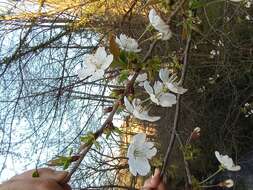 Image of gean, wild cherry