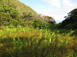 Image of Asian sword fern