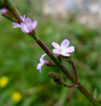 Image of vervain