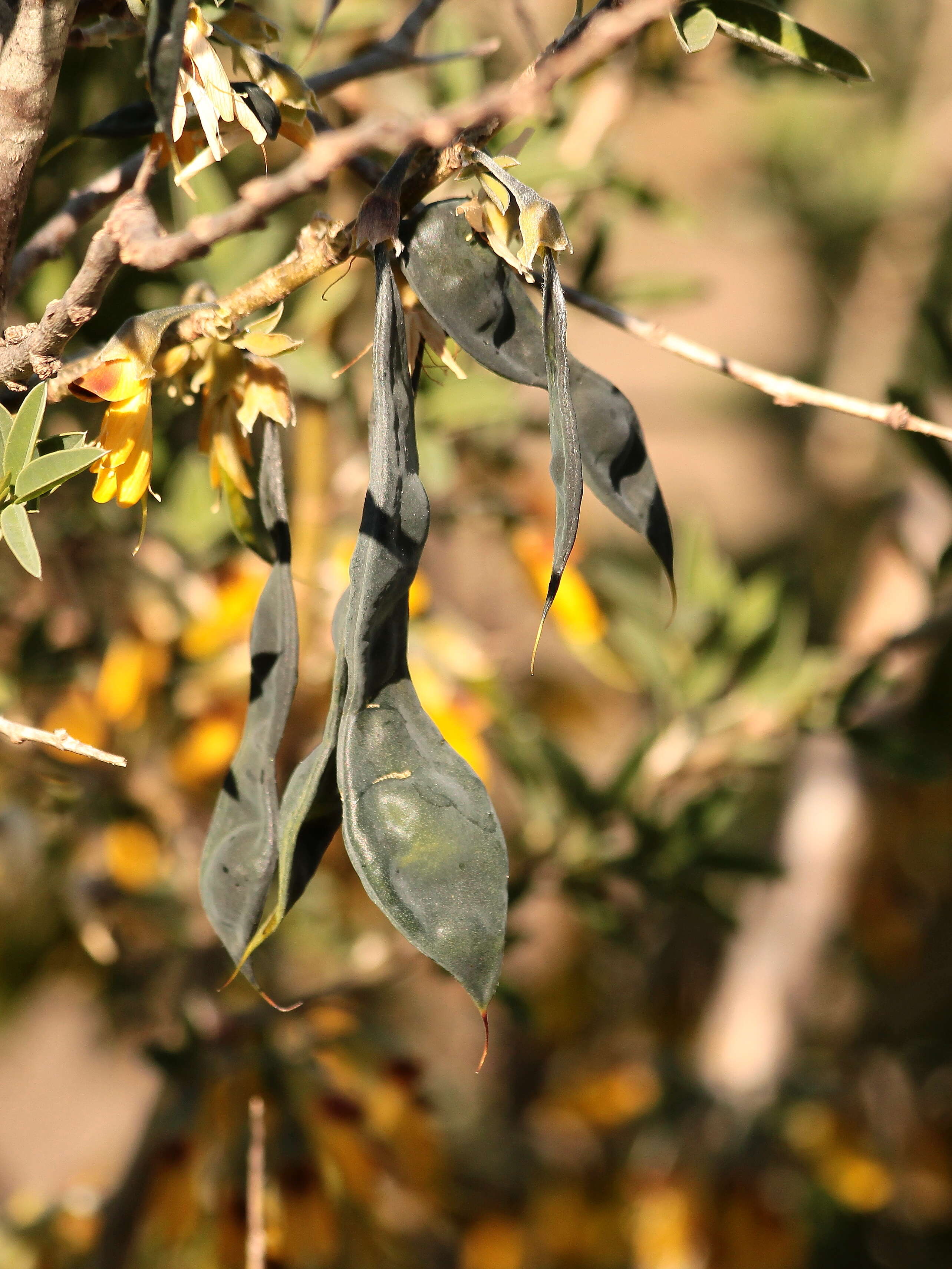 Image of Anagyris foetida L.