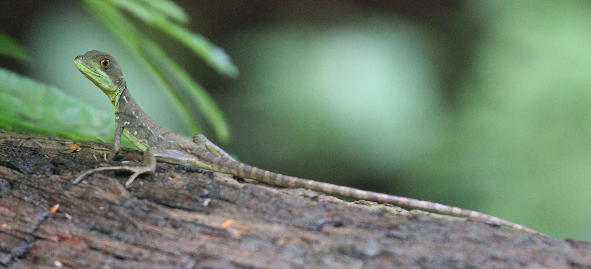 Image of Green Basilisk