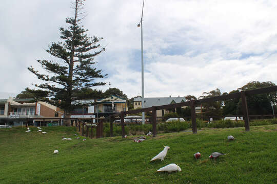 Image of Sulphur-crested Cockatoo