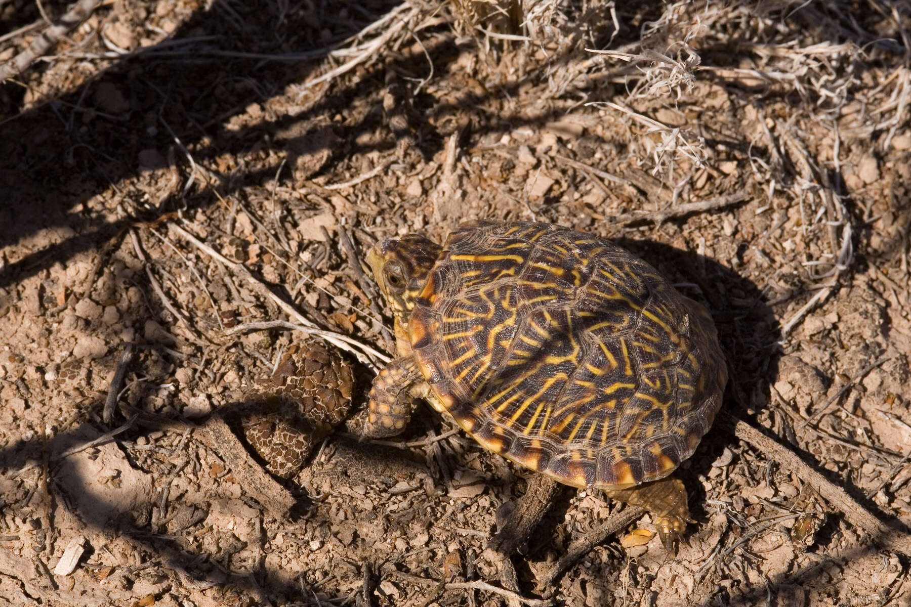 Image of Ornate Box Turtle