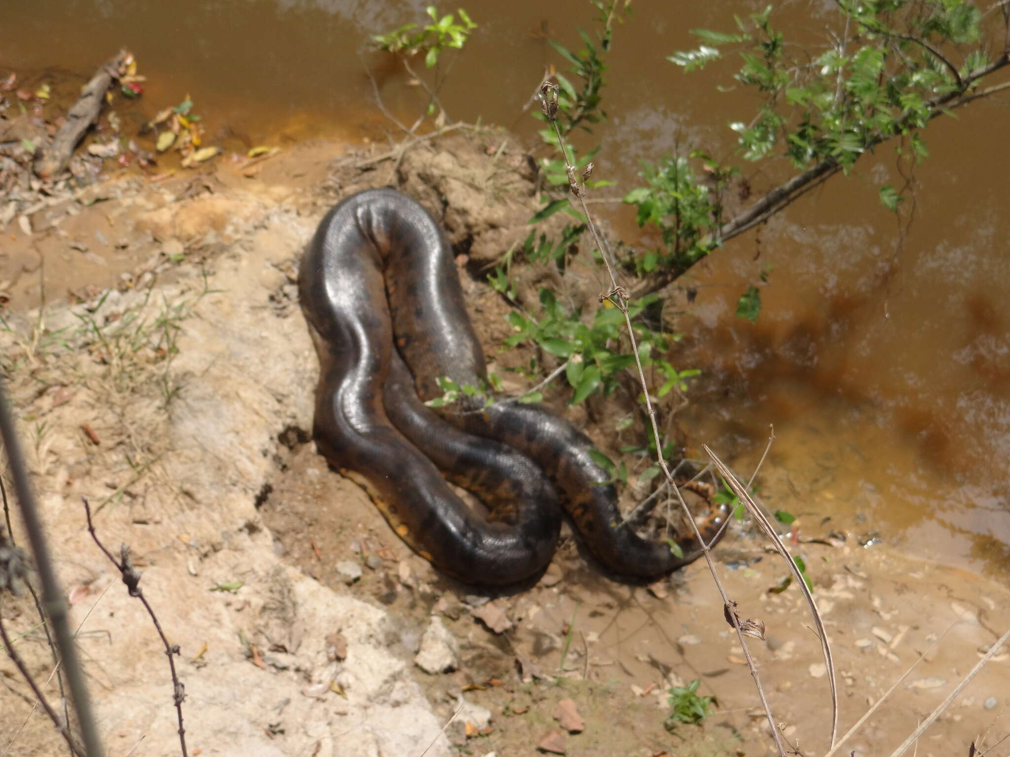 Image of Green anaconda