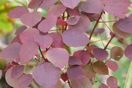 Image of Mexican shrubby spurge