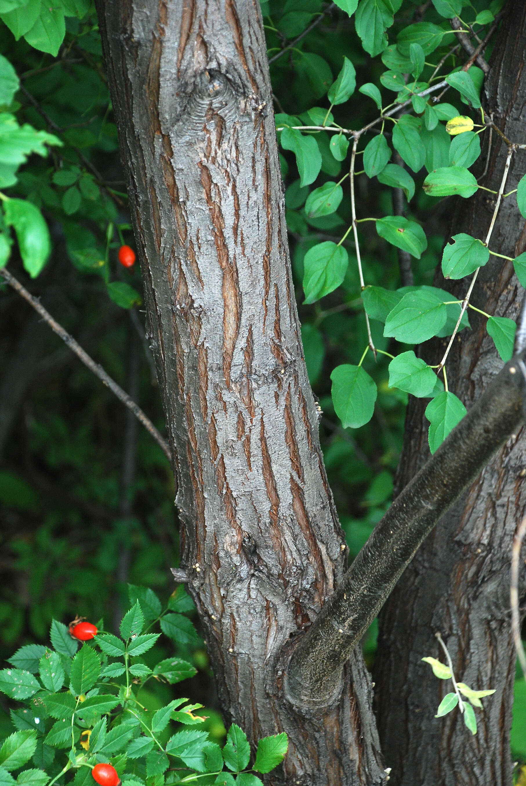 Image of Russian olive