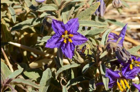 Image of Solanum esuriale Lindl.