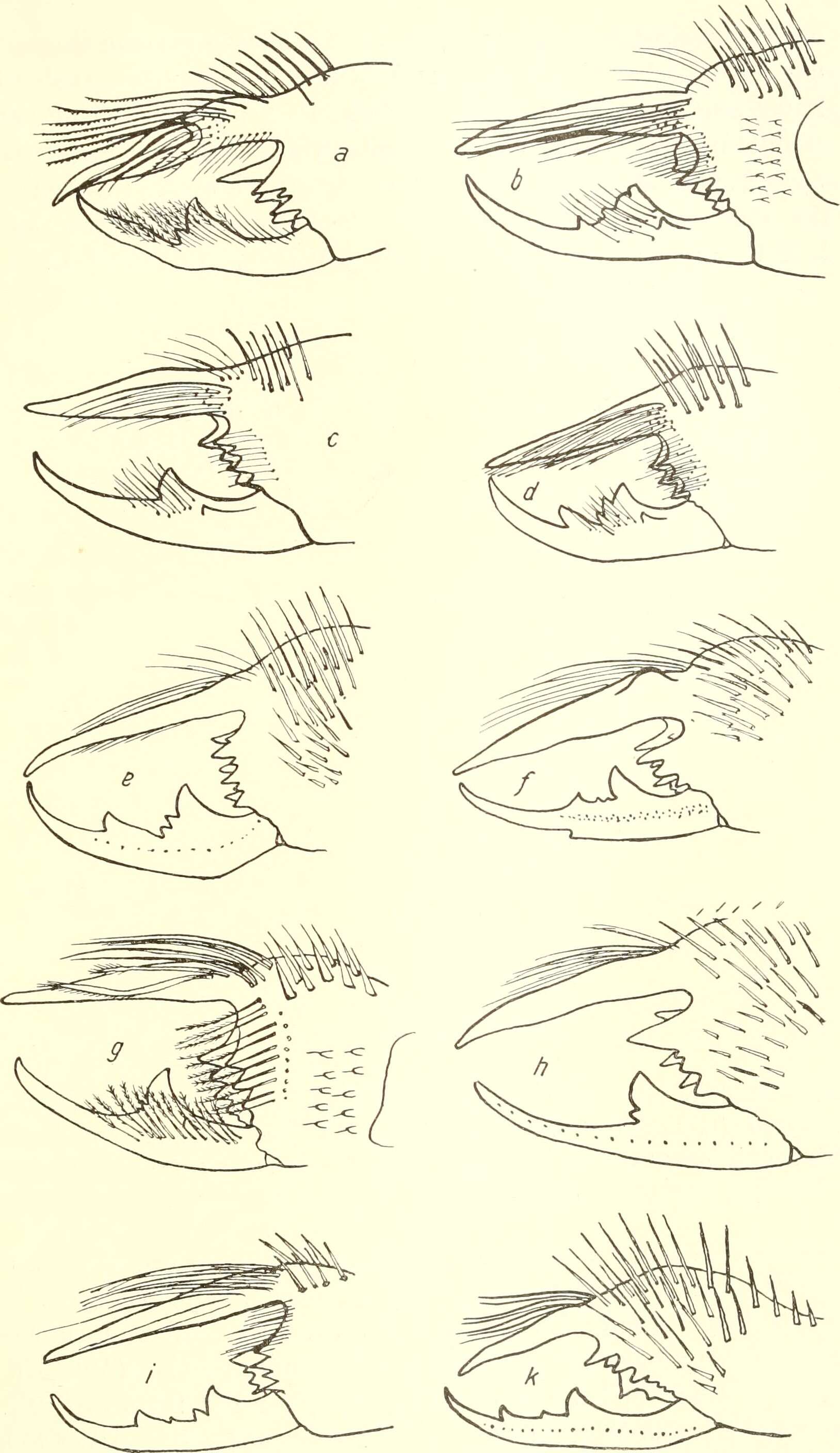 Слика од Eremobatidae