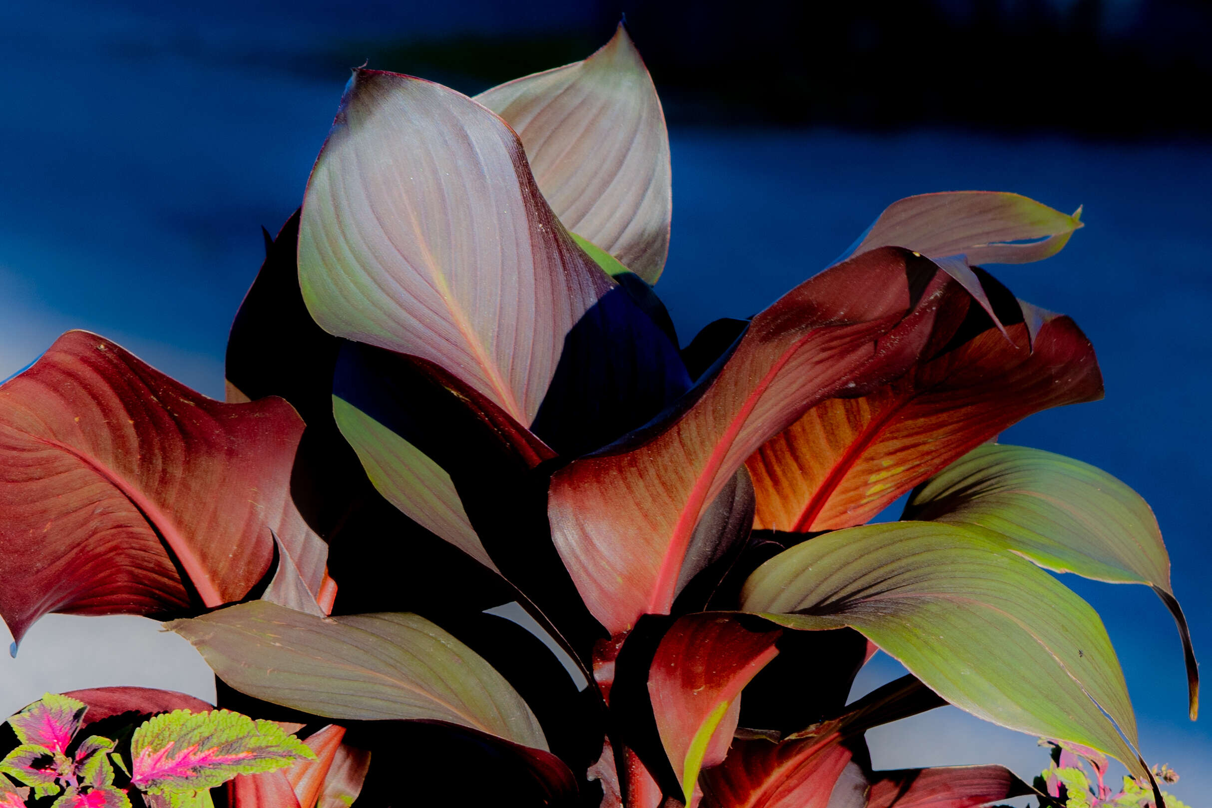 Image of canna lilies