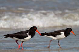 Image of Australian Pied Oystercatcher