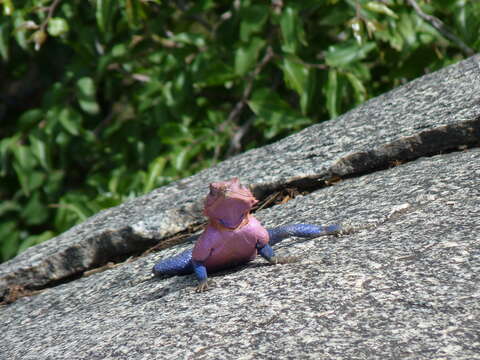 Image of Mwanza Flat-headed Rock Agama