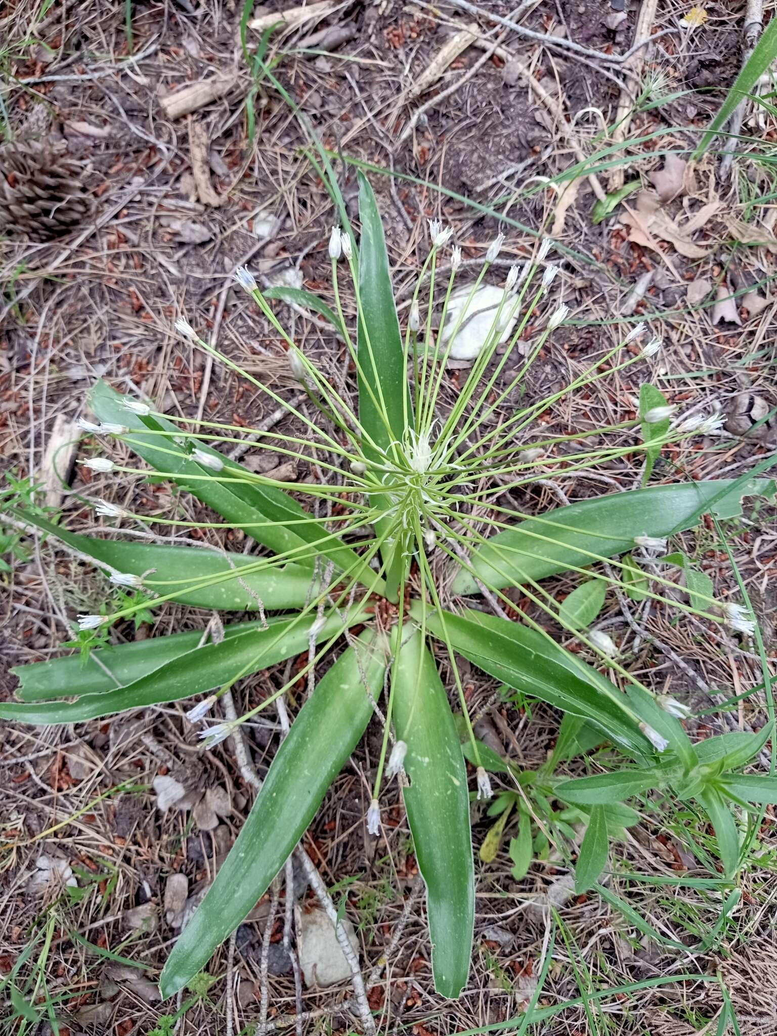 Imagem de Scilla peruviana L.