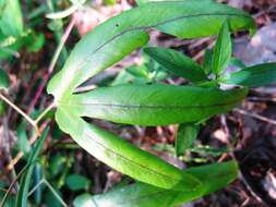 Image of climbing ferns