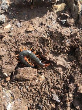 Image of Mediterranean banded centipede