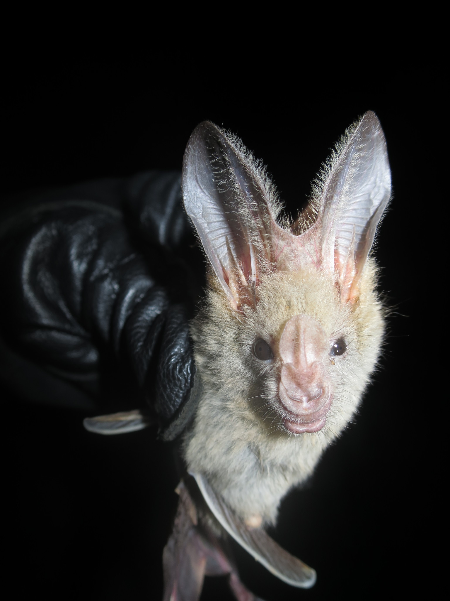 Image of African False Vampire Bat