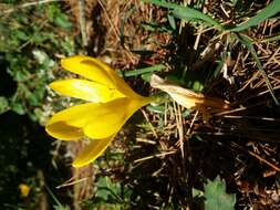 Image of winter daffodil