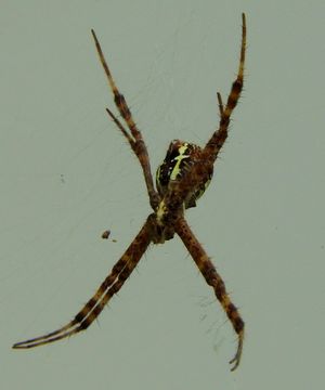 Image of Oval St Andrew's Cross Spider