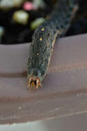 Image of pearly underwing