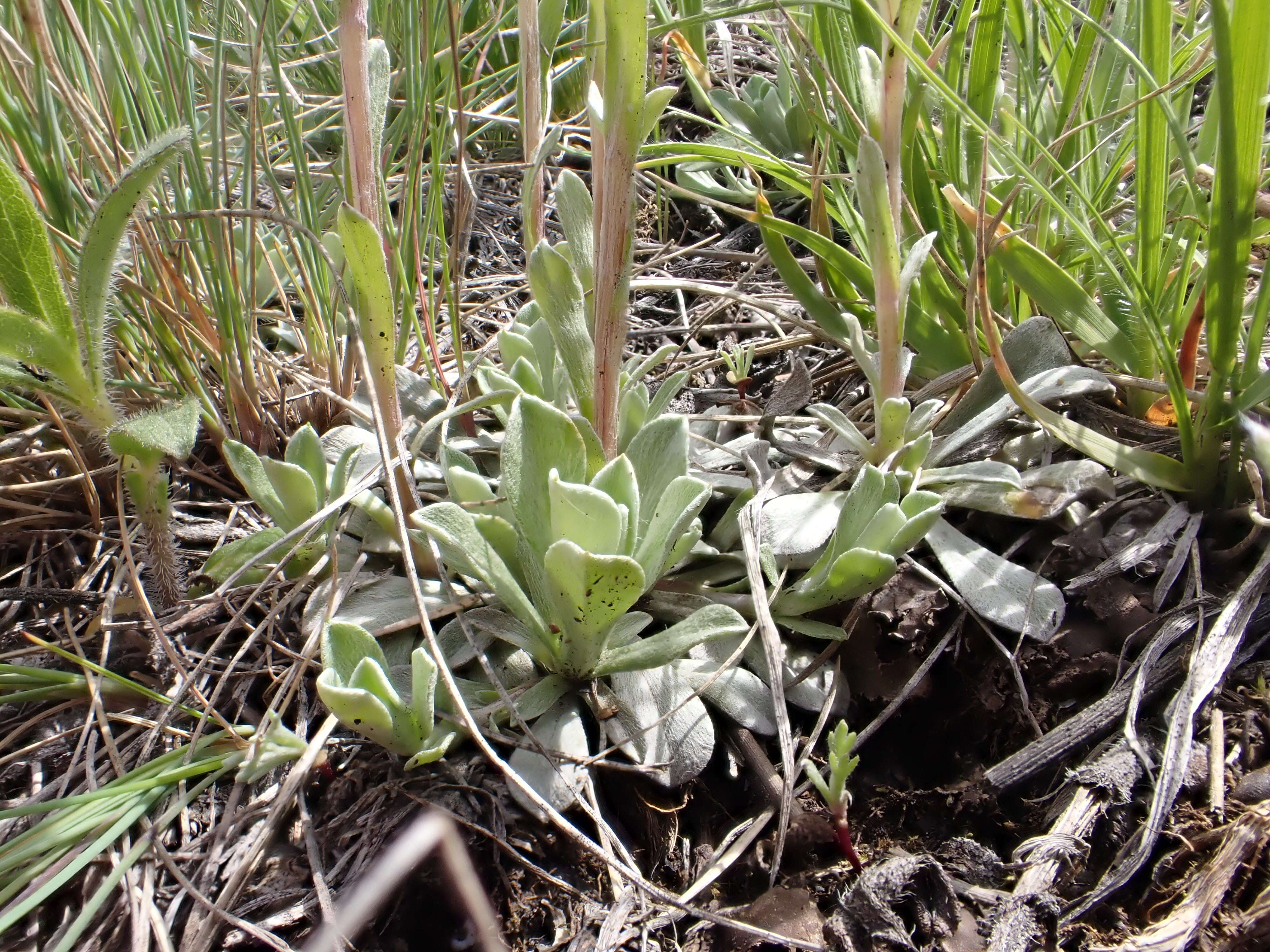 Imagem de Antennaria parvifolia Nutt.