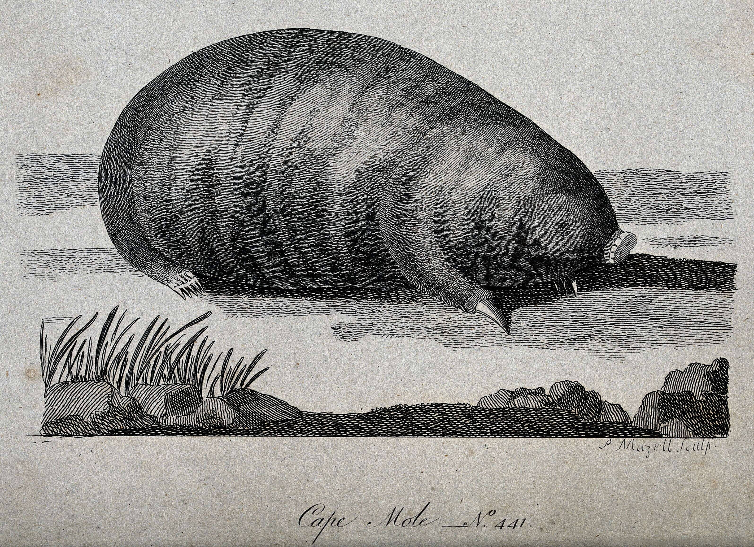 Chrysochloris subgen. Chrysochloris Lacépède 1799的圖片