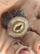 Image of turtle barnacle