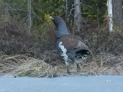 Image of Western Capercaillie
