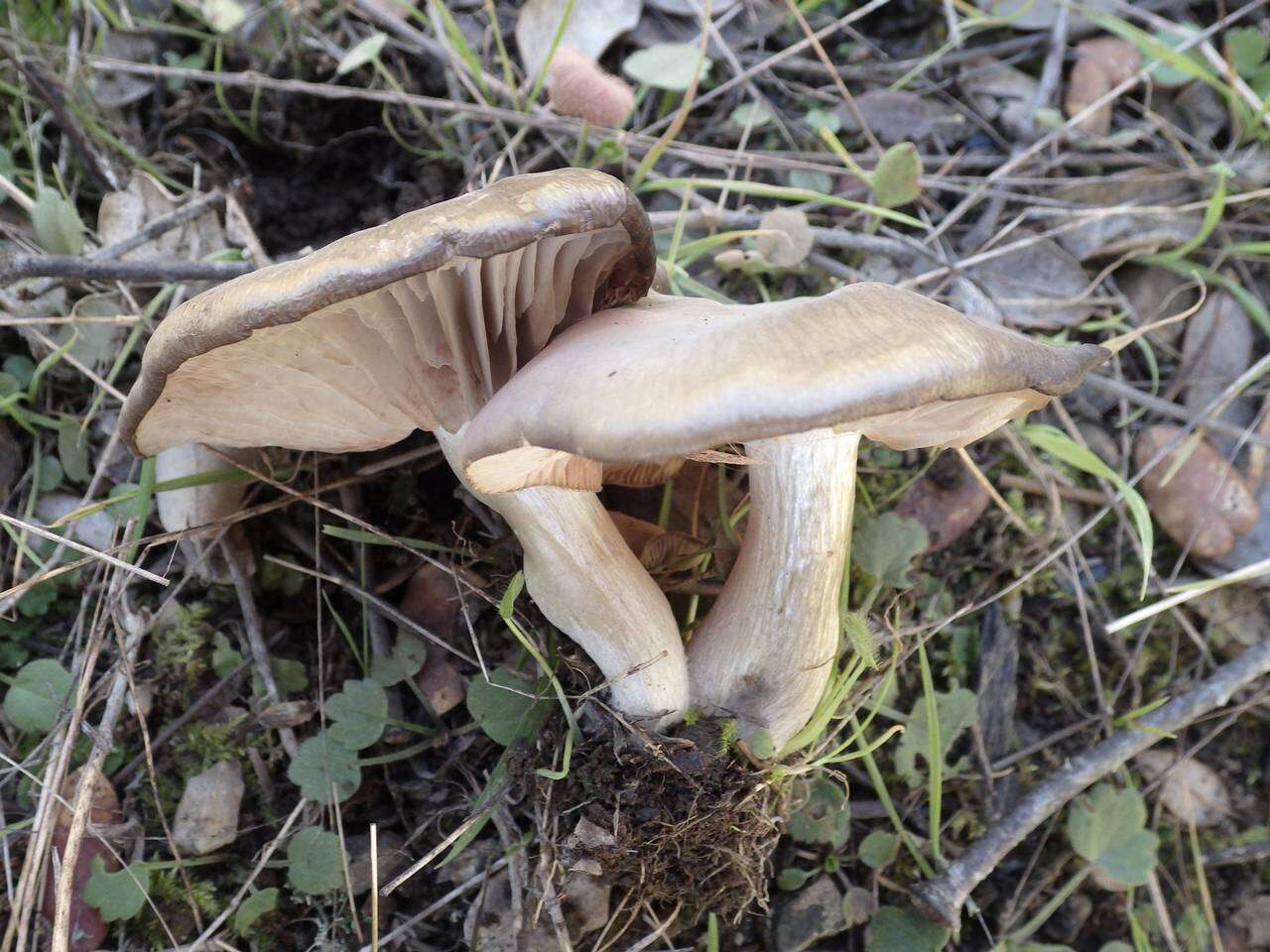 Image of Entoloma prunuloides (Fr.) Quél. 1872