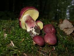 Image of Tricholomopsis rutilans (Schaeff.) Singer 1939