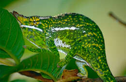 Image of Will's chameleon